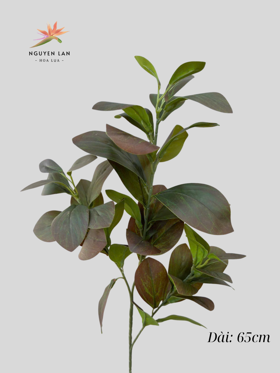 Lá Chanh - Ảnh 2