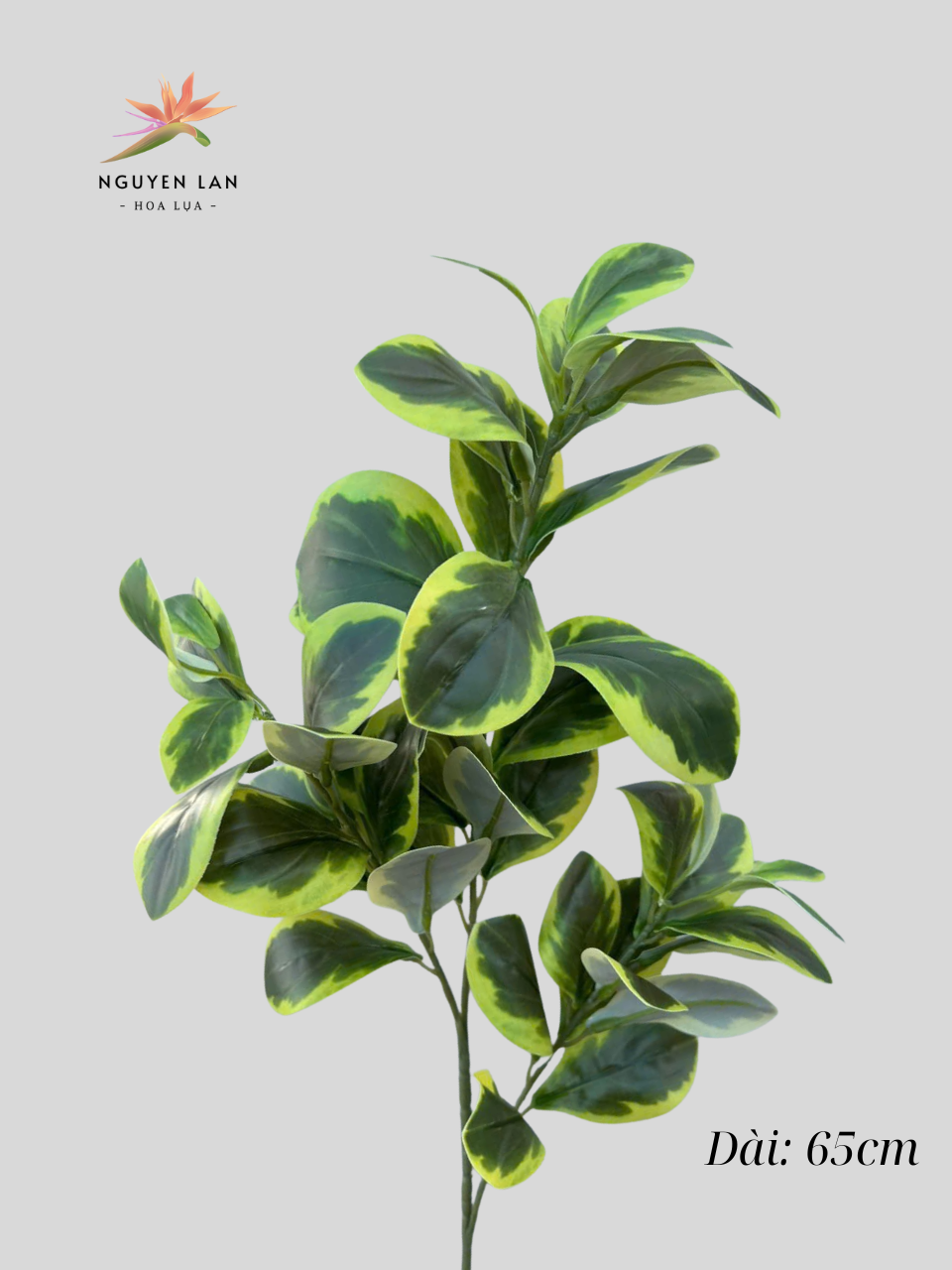 Lá Chanh - Ảnh 5
