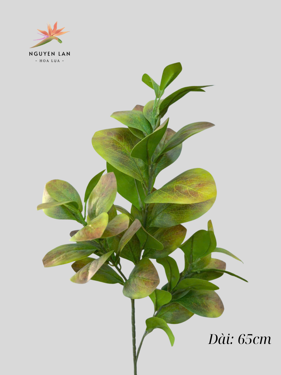 Lá Chanh - Ảnh 6