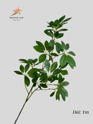 Lá Trạng Nguyên - Ảnh 5
