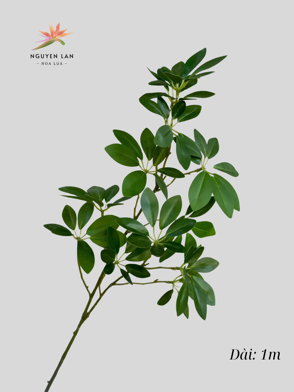 Lá Trạng Nguyên - Ảnh 5