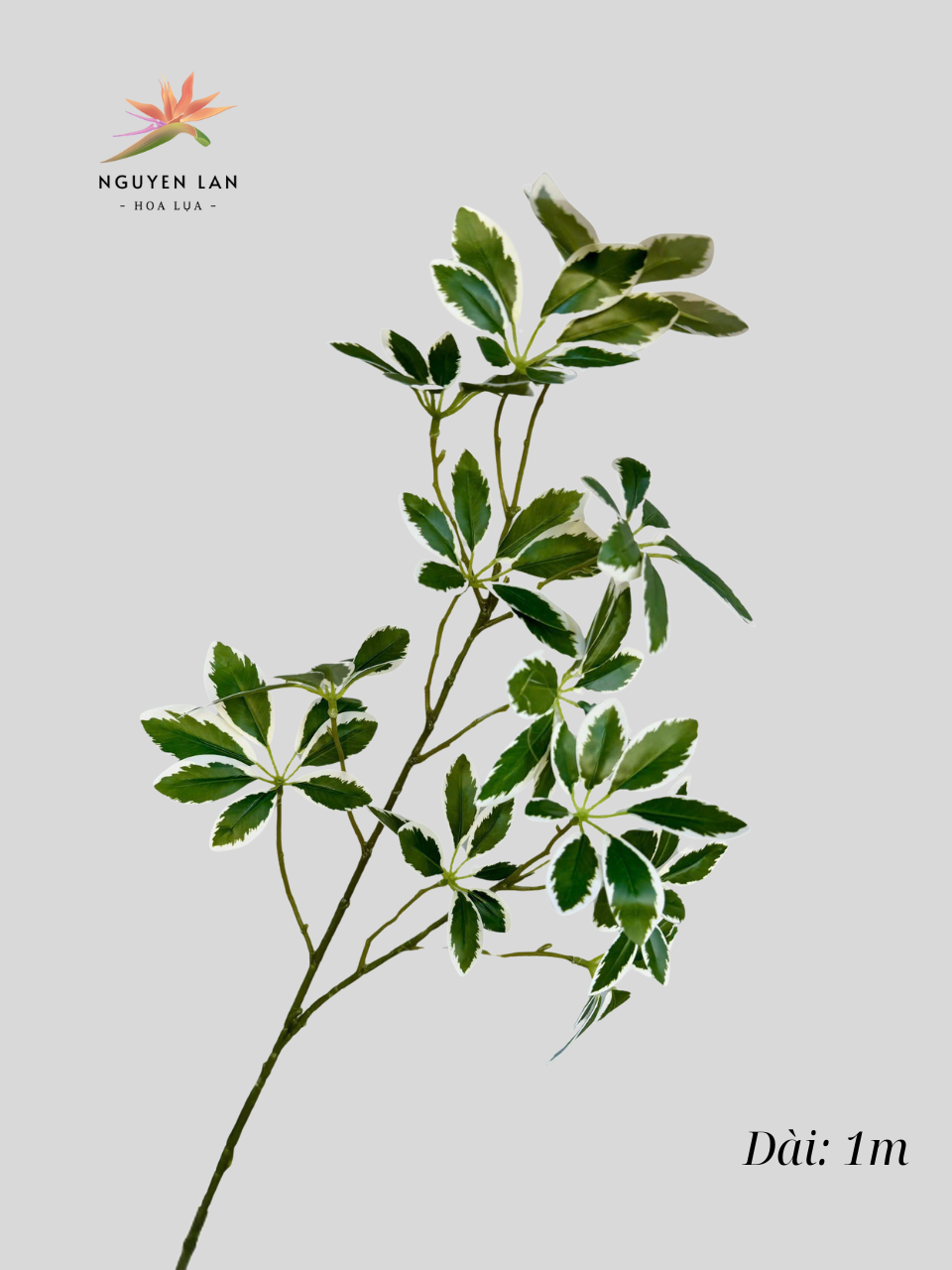 Lá Trạng Nguyên - Ảnh 4
