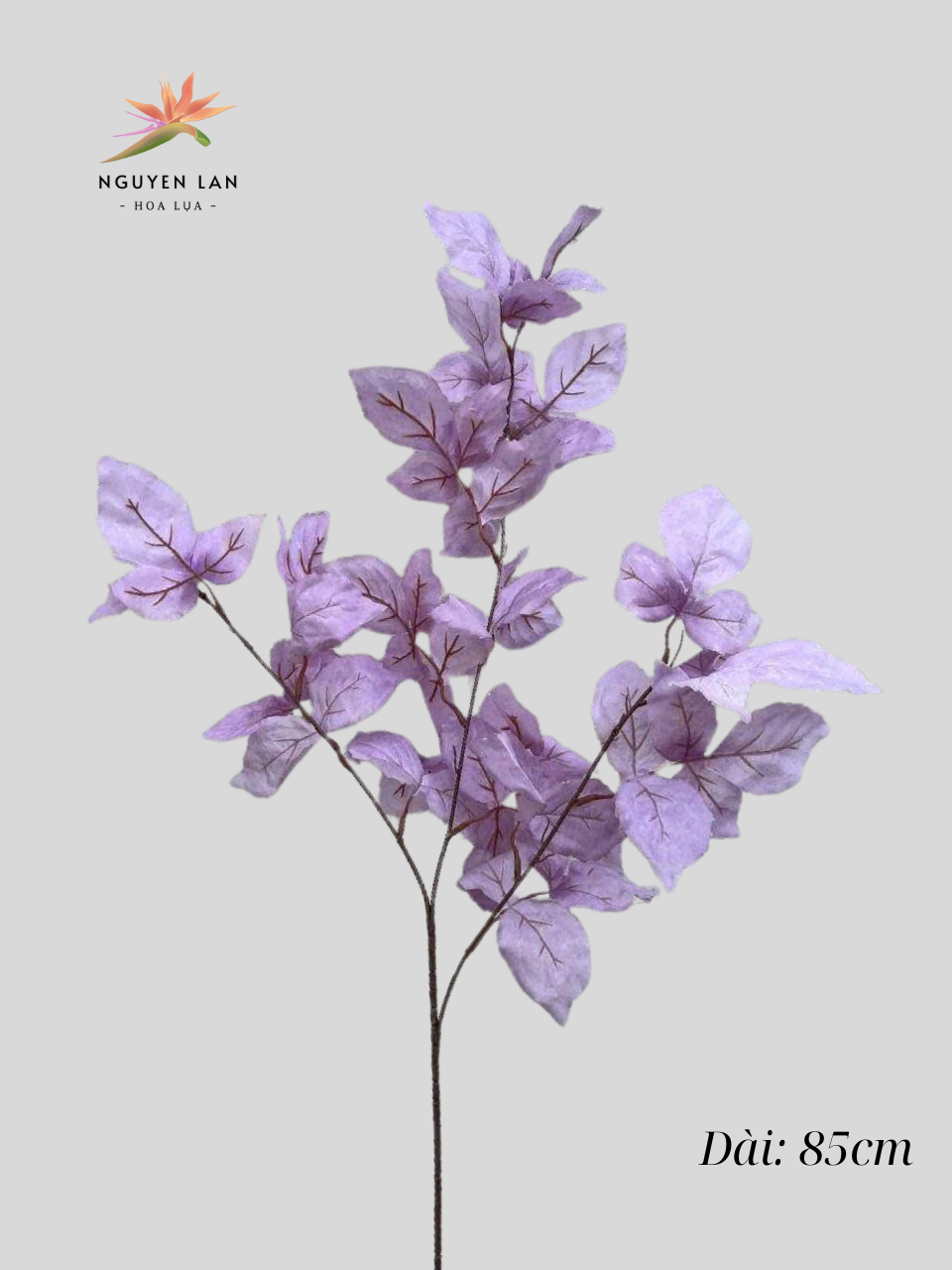 Phong Kép - Ảnh 8