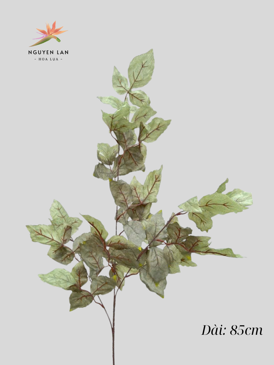 Phong Kép - Ảnh 11