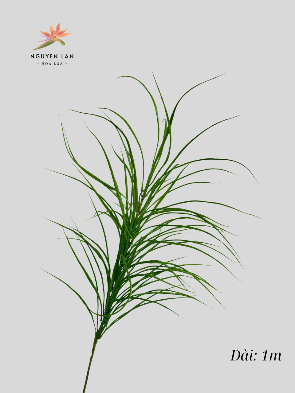 Sậy - Ảnh 2