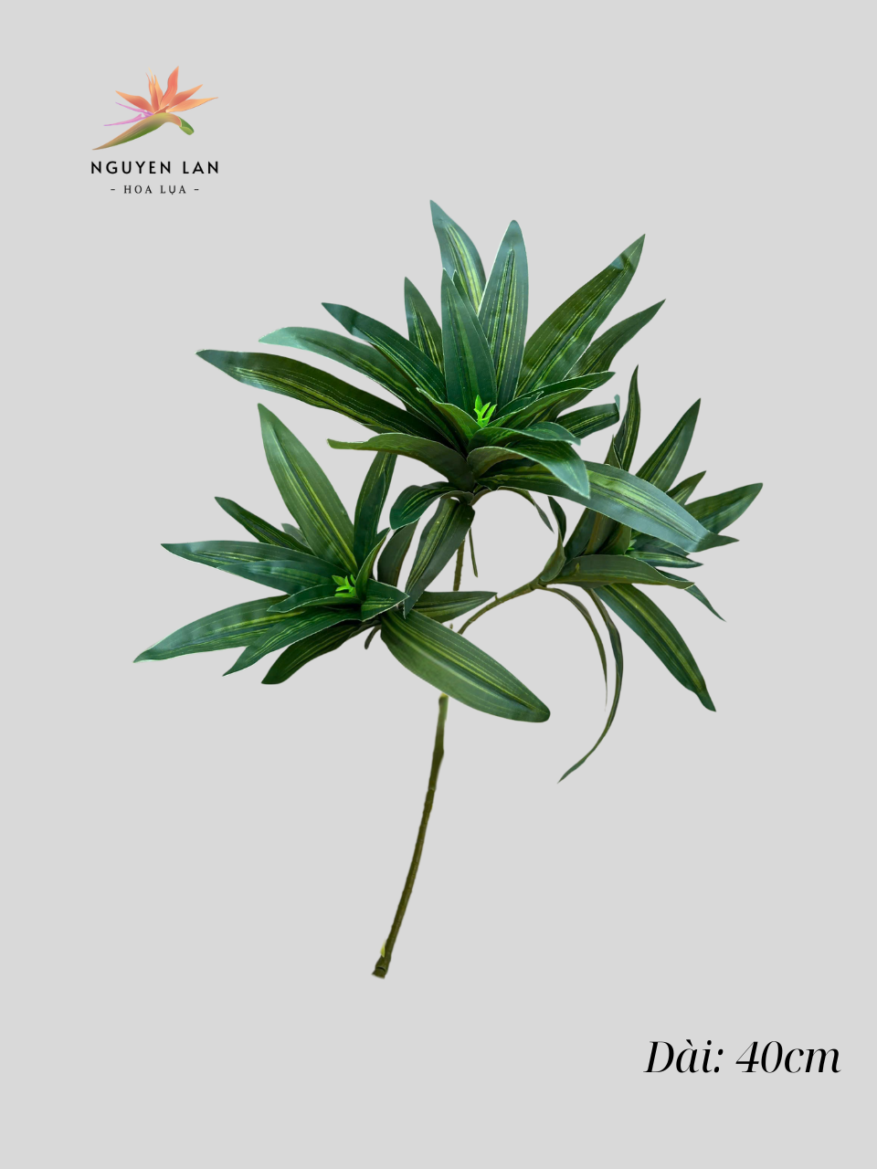 Thủy Trúc - Ảnh 4